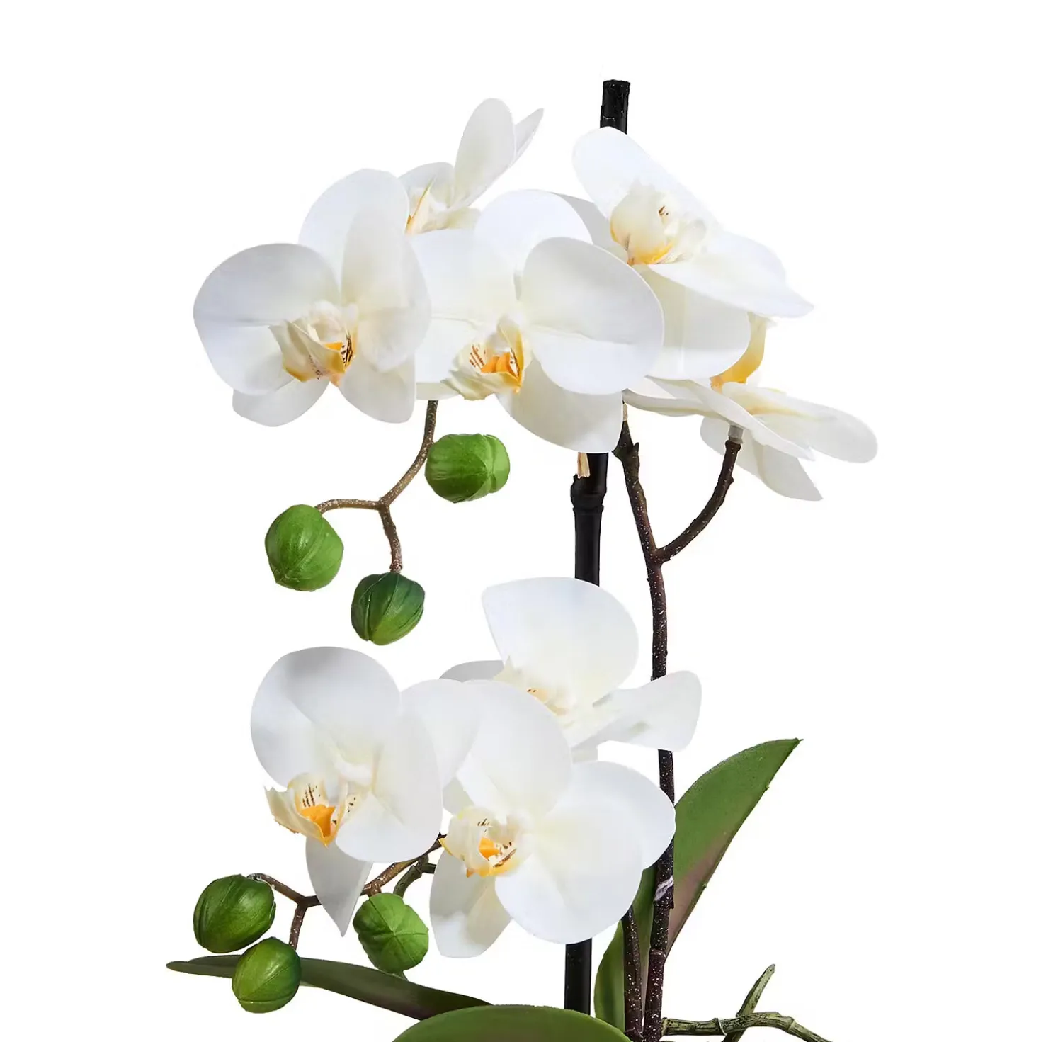 FLORISTA Orchidee im Topf