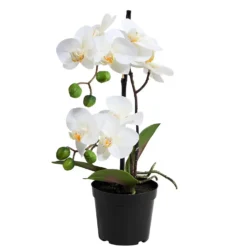 FLORISTA Orchidee im Topf