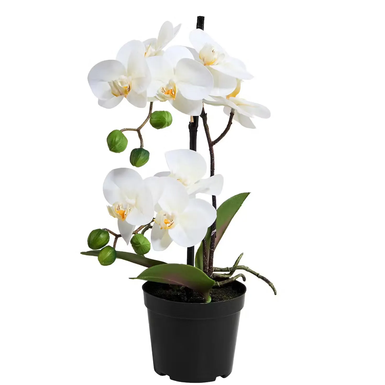 FLORISTA Orchidee im Topf